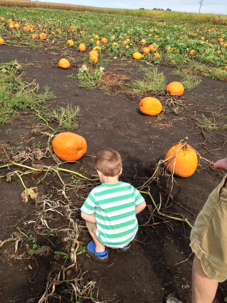 Picking pumpkins