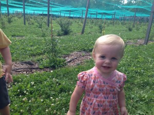 Blueberry picking.  She spent most of the time mad because I wouldn't let her eat handfuls of blueberries out of our bucket.